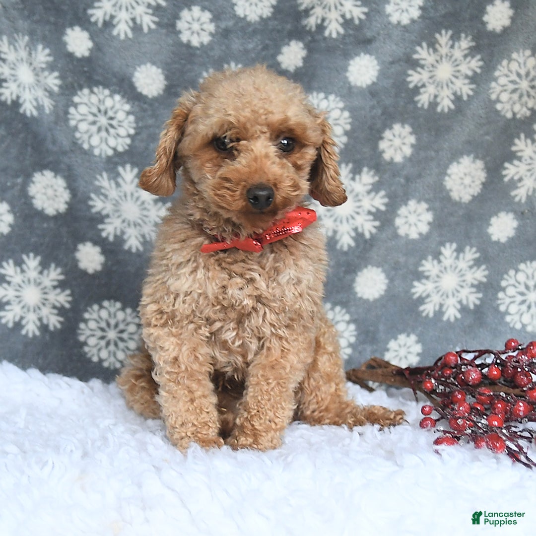 Maltipoo dogs for sale: Tinker - Image 7