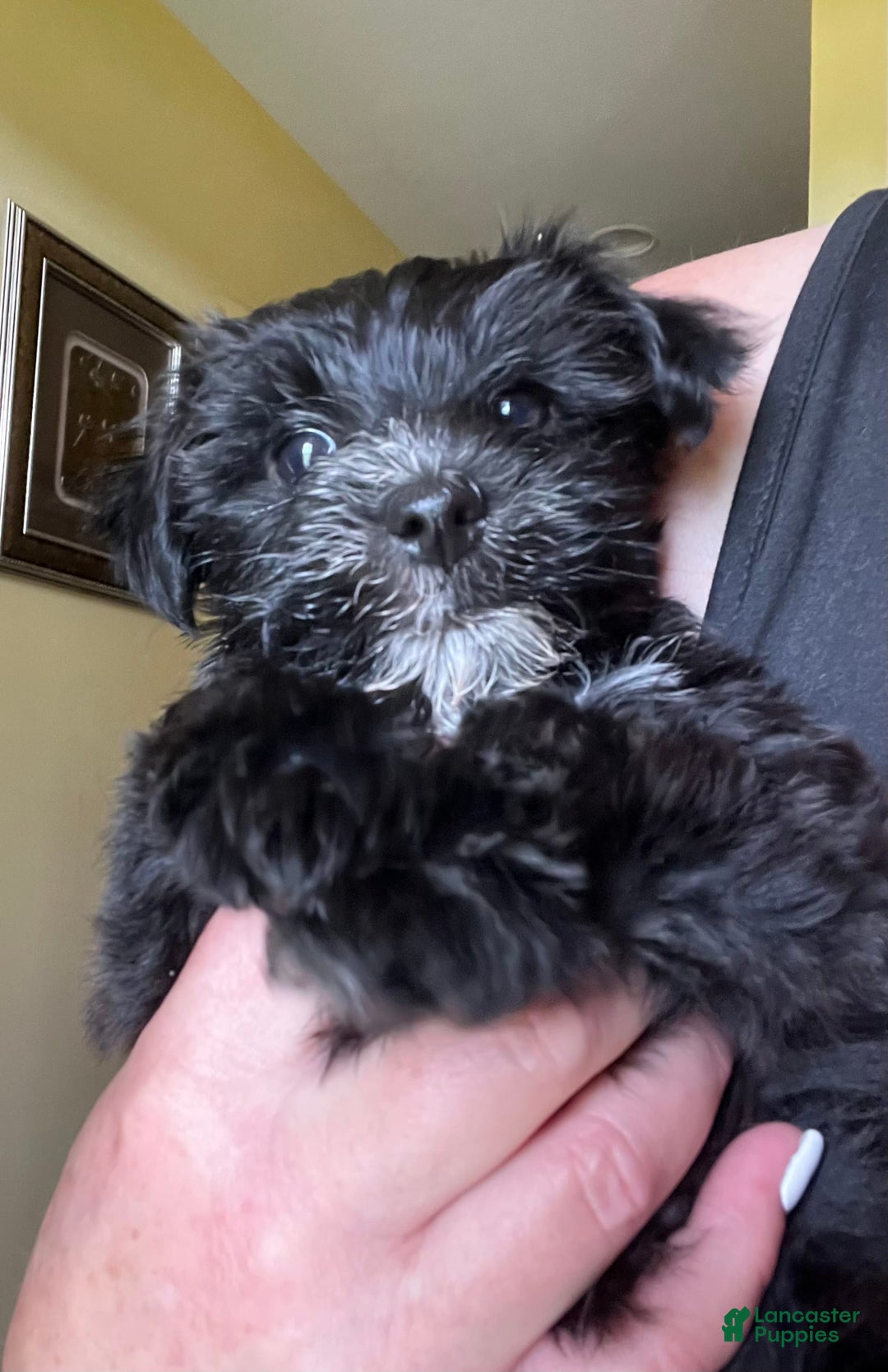 Morkie dogs for sale: Mr. Sleepy - Image 12