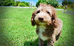 Havapoo dogs for sale: Toto - Image 5