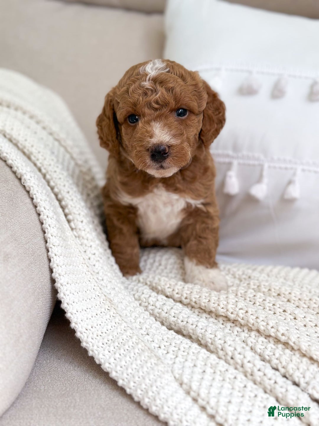 Mini Goldendoodle dogs for sale: Reef - Image 3