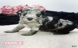 Mini Goldendoodle dogs for sale: Micro Charlie - Image 1