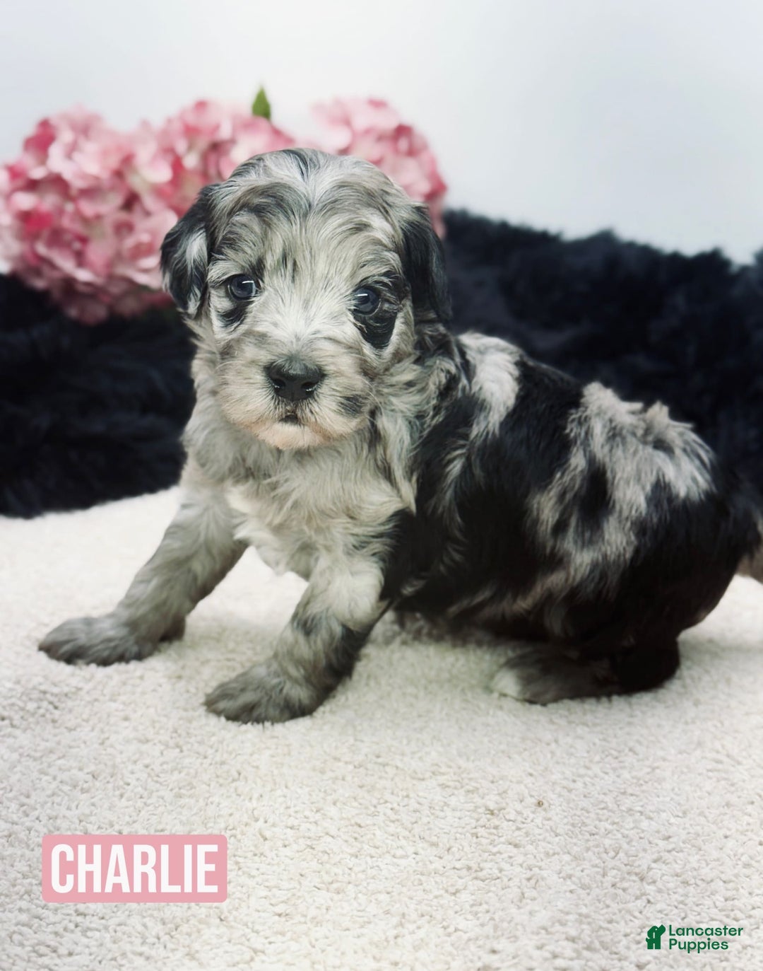 Mini Goldendoodle dogs for sale: Micro Charlie - Image 1