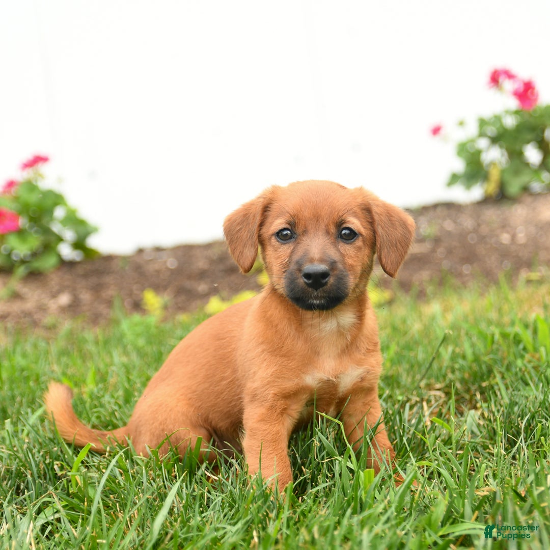Jack Russell Terrier dogs for sale: Kylie - Image 3