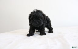 Shihpoo dogs for sale: Layla - Image 7
