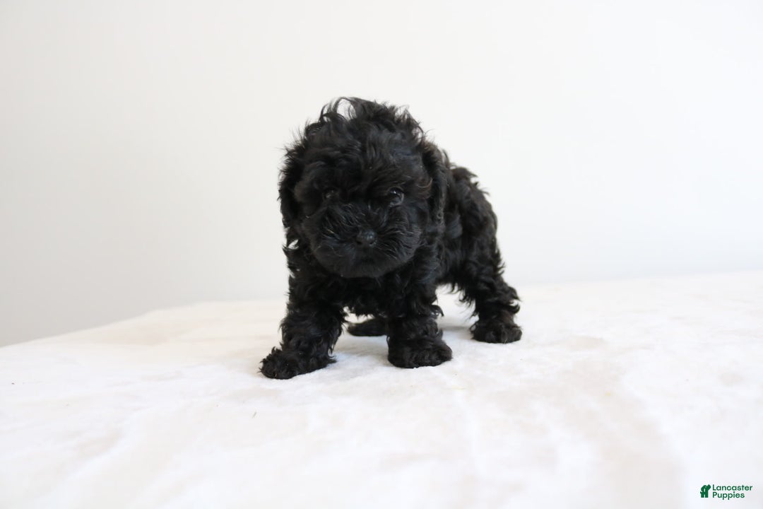 Shihpoo dogs for sale: Layla - Image 7