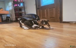 American Bully dogs for sale: Tiger - Image 3