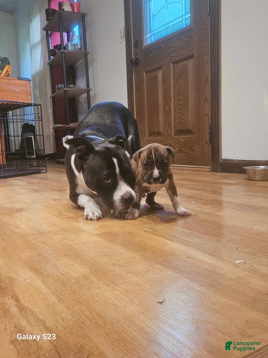 American Bully dogs for sale: Tiger - Image 3