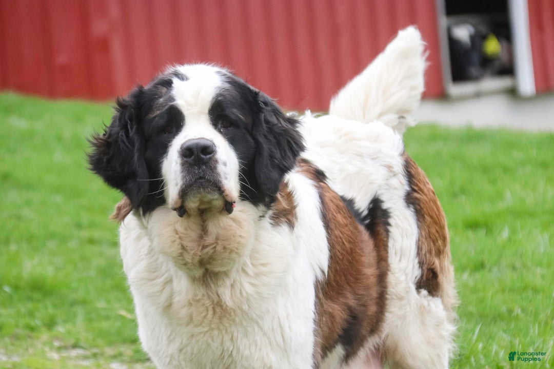 Saint Bernard dogs for sale: Madison - Image 21