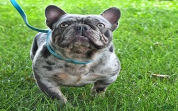 Frenchton dogs for sale: Ranger - Image 17
