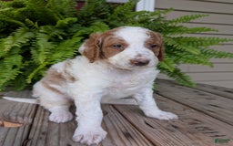 Goldendoodle dogs for sale: Willow - Image 15
