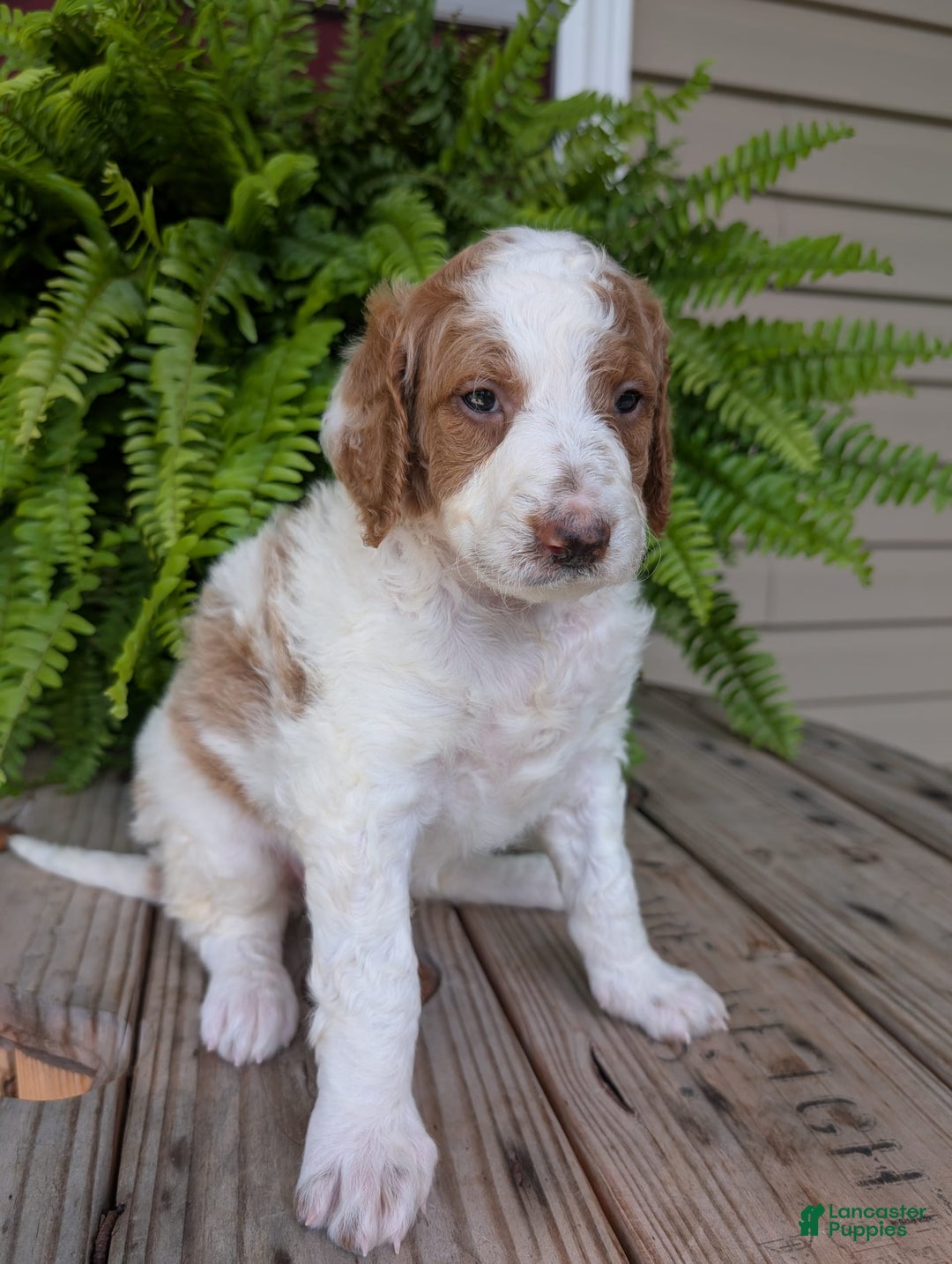 Goldendoodle dogs for sale: Willow - Image 15