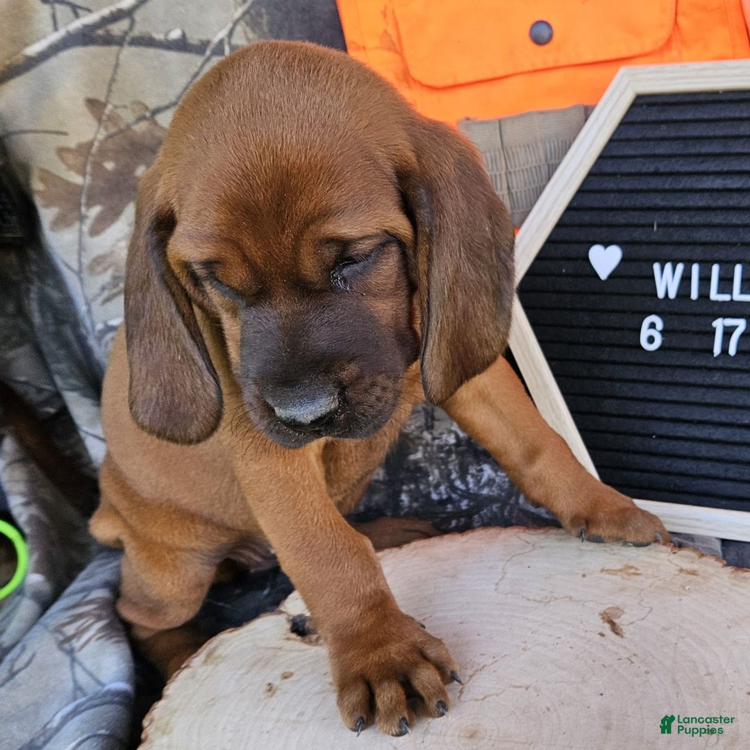 Redbone Coonhound dogs for sale: Willow - Image 4
