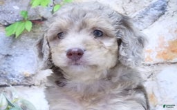 Mini Goldendoodle dogs for sale: Sunflower F1b - Image 1