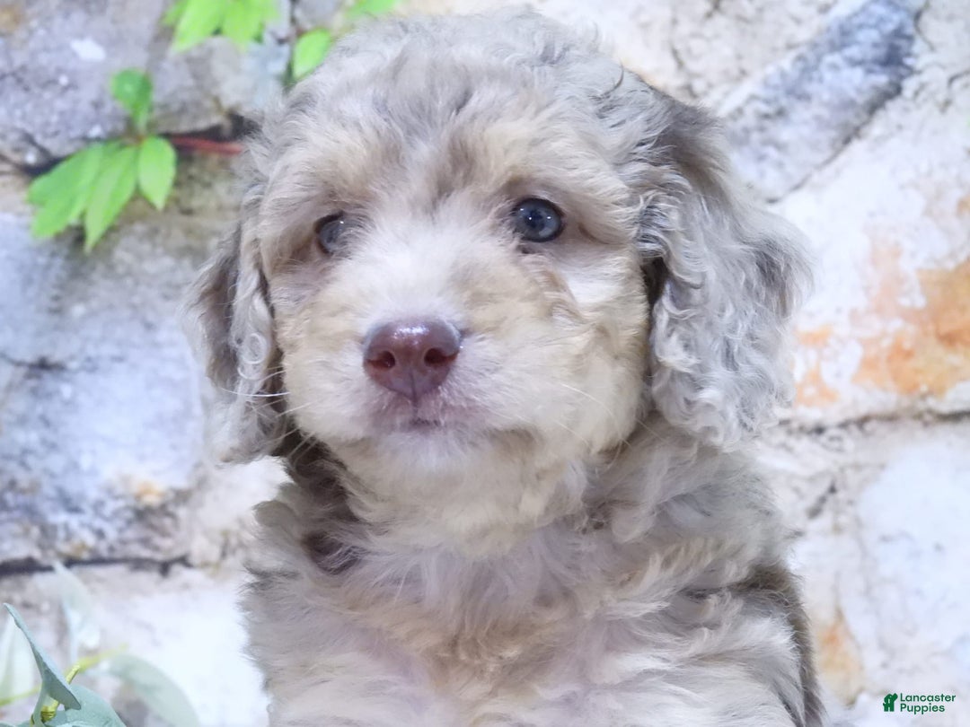 Mini Goldendoodle dogs for sale: Sunflower F1b - Image 1