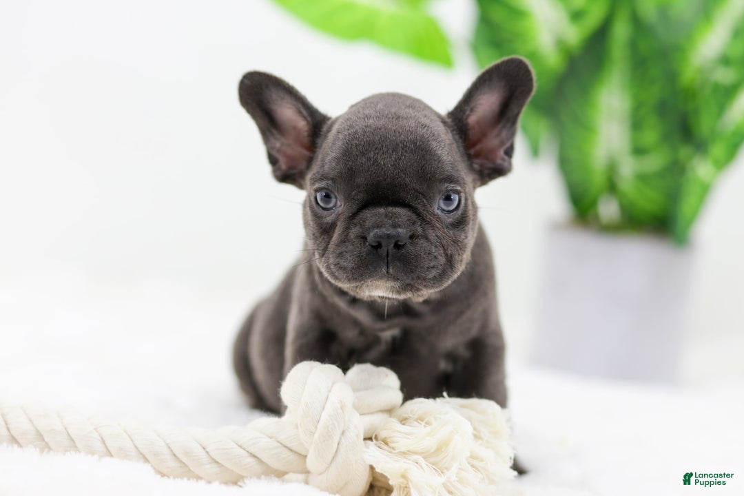 French Bulldog dogs for sale: Aspen - Image 5