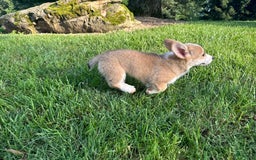 Welsh Corgi Pembroke dogs for sale: Molly - Image 12