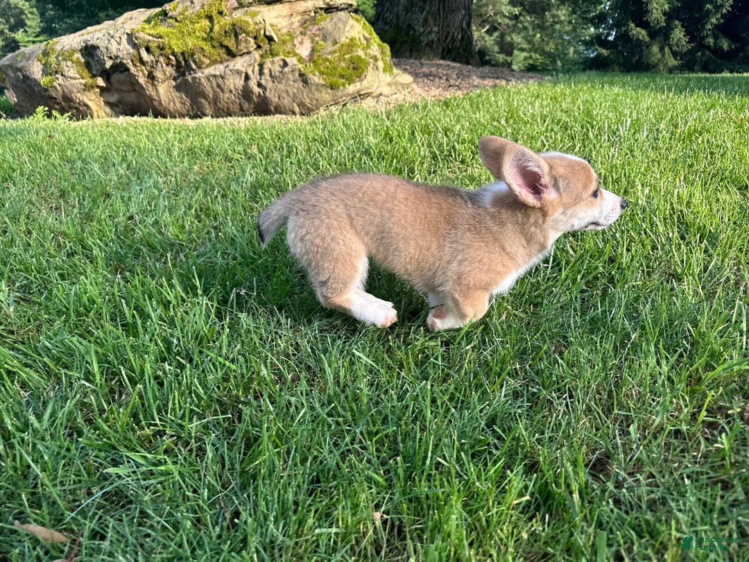 Welsh Corgi Pembroke dogs for sale: Molly - Image 12