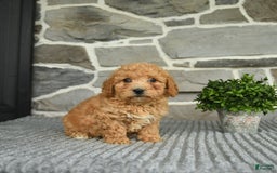 Bichpoo dogs for sale: Vosco - Image 1