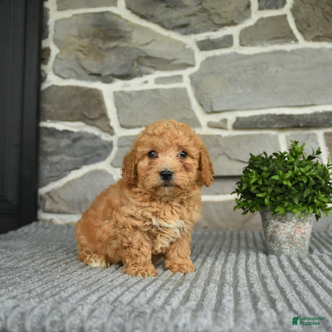 Bichpoo dogs for sale: Vosco - Image 1