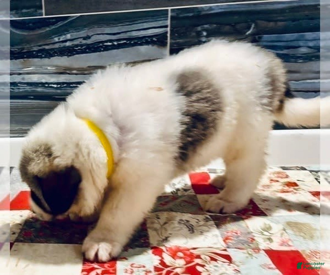 Great Pyrenees dogs for sale: Cash - Image 2