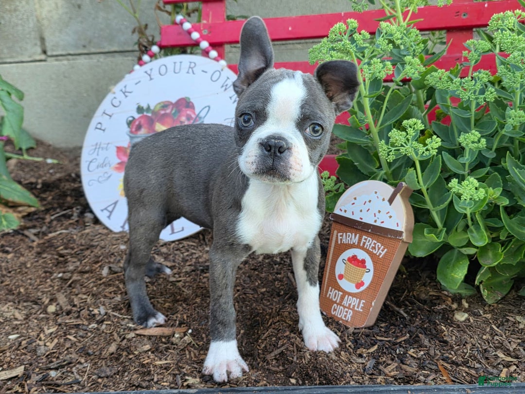 French Bulldog dogs for sale: Peaches - Image 1