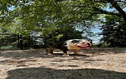 English Bulldog dogs for stud: Crypto - Image 5