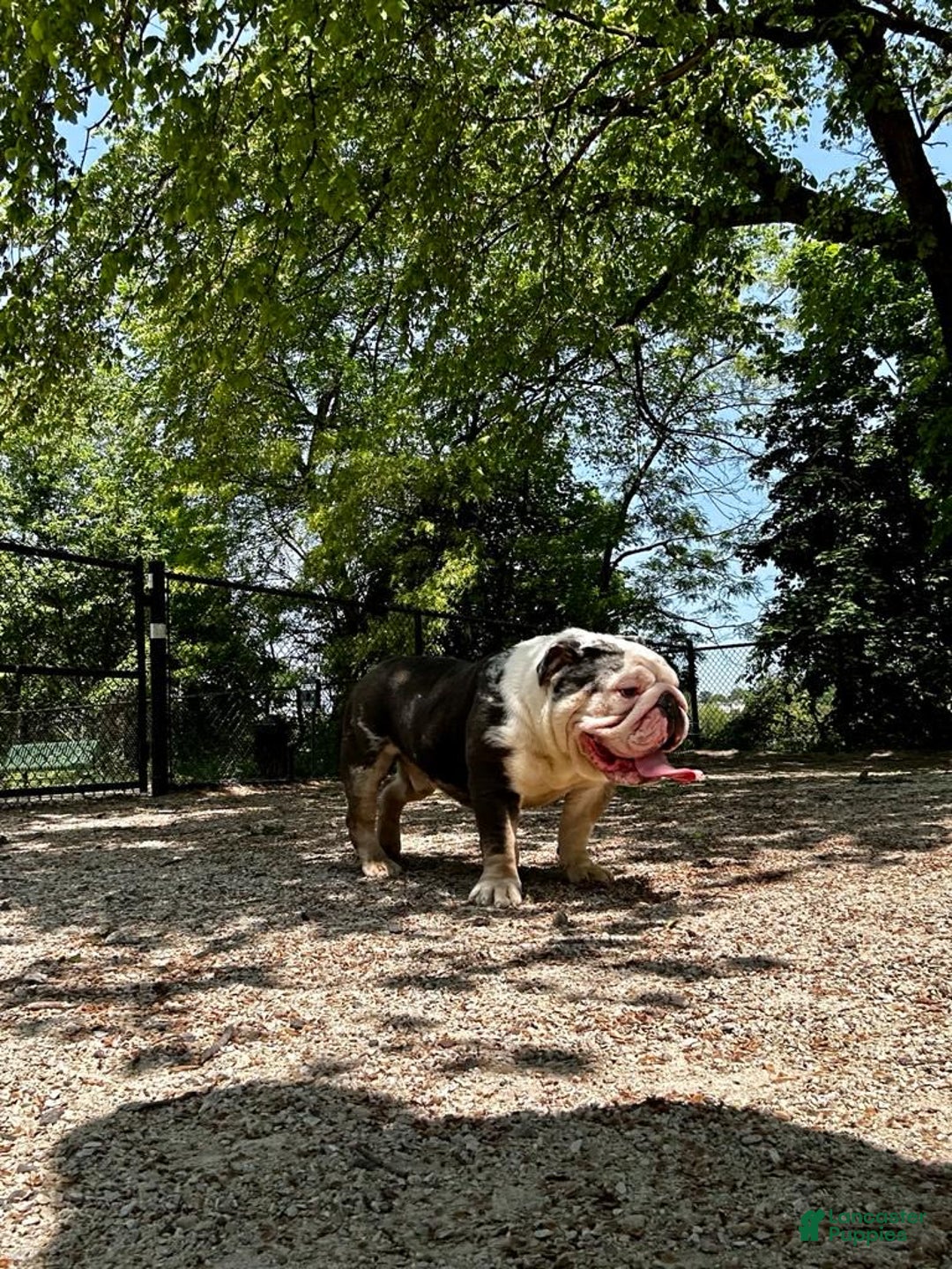 English Bulldog dogs for stud: Crypto - Image 5