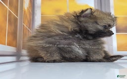 Pomeranian dogs for sale: Teddy Bear Champion Lines - Image 4