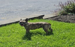 French Bulldog dogs for sale: Melody - Image 1