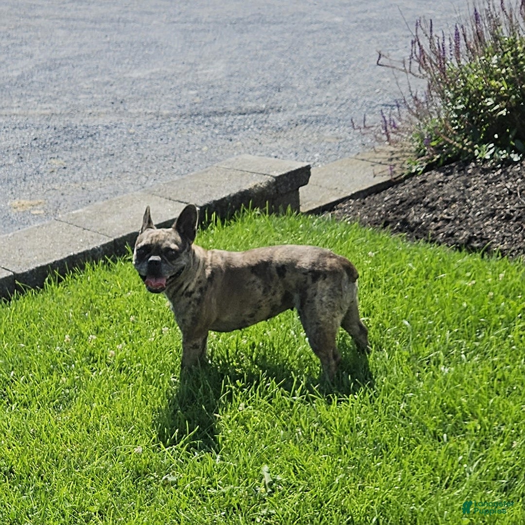 French Bulldog dogs for sale: Melody - Image 1