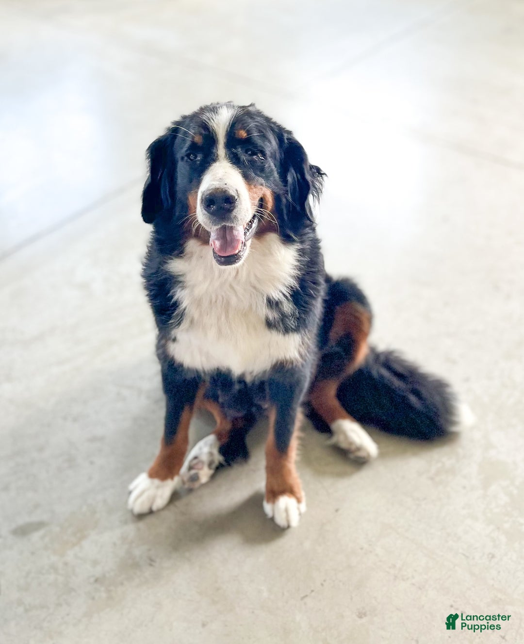 Mini Bernedoodle dogs for sale: Milo - Image 8