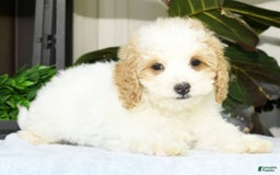 Cavapoo dogs for sale: Uriah - Image 9