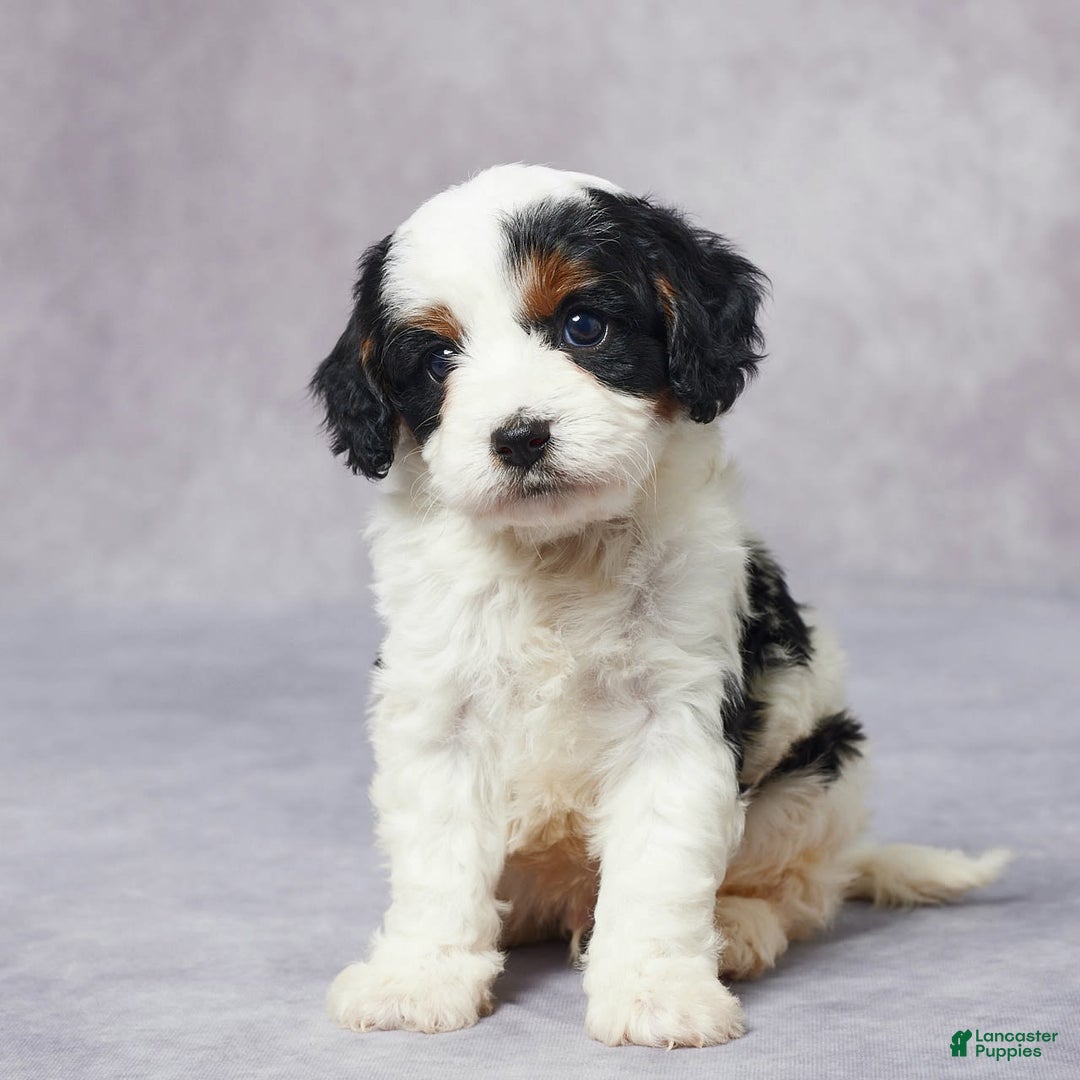 Cavapoo dogs for sale: Hugo - Image 2