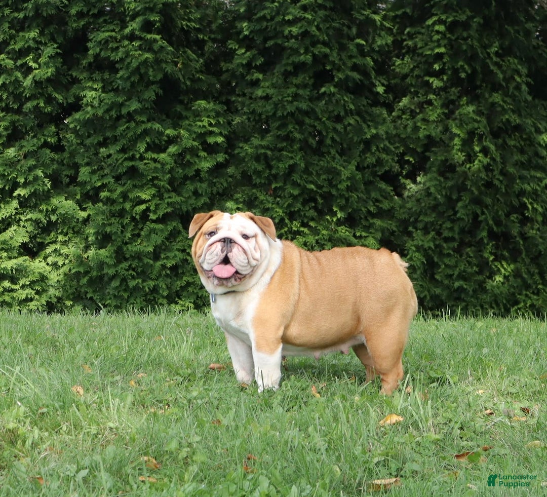 English Bulldog dogs for sale: Wiggles - Image 8