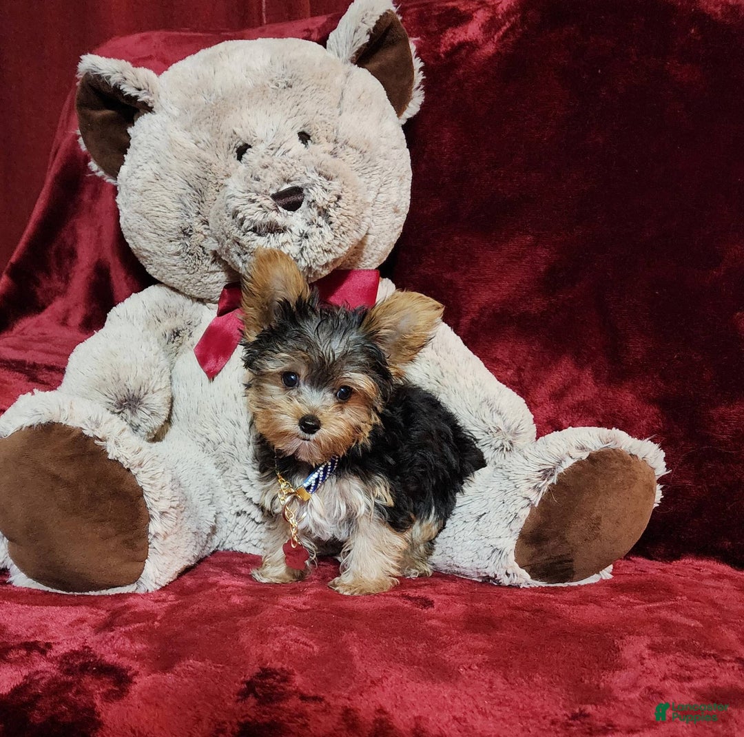 Yorkshire Terrier dogs for sale: PEANUT - Image 10