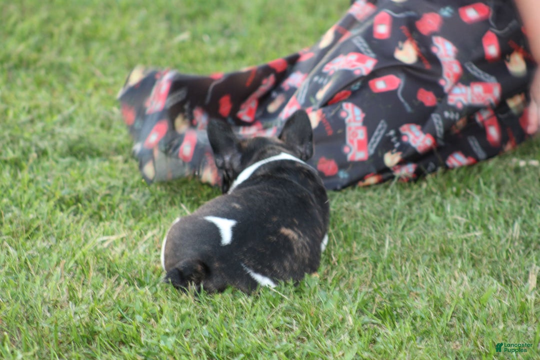 French Bulldog dogs for sale: Natalie - Image 13