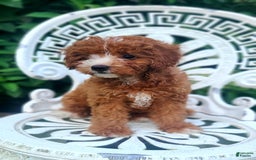 Cavapoo dogs for sale: Freedom - Image 7
