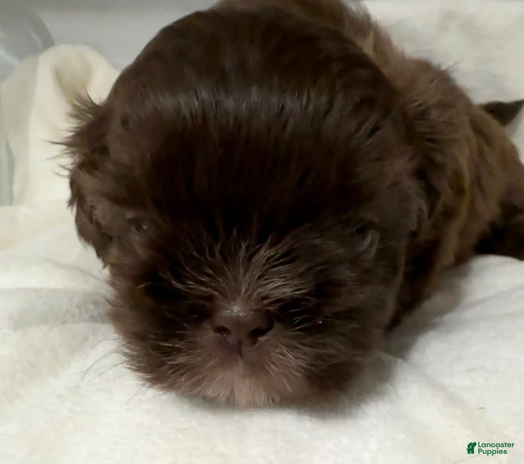 Shih Tzu dogs for sale: Kaylee - Image 26