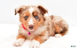 Australian Shepherd dogs for sale: Raine - Image 2