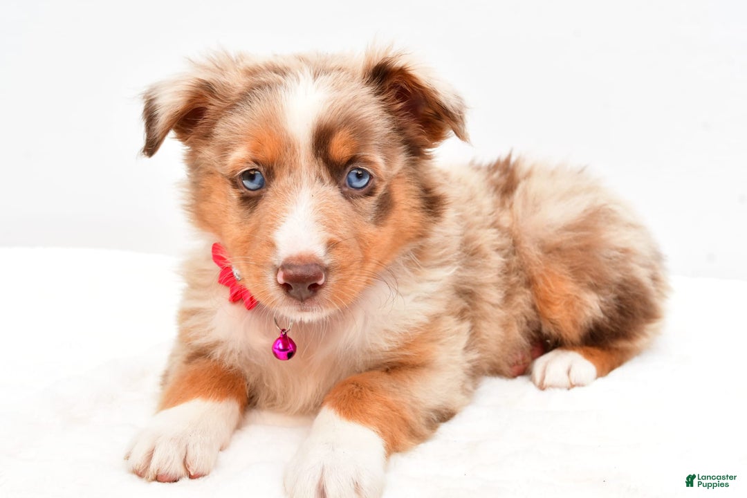 Australian Shepherd dogs for sale: Raine - Image 2