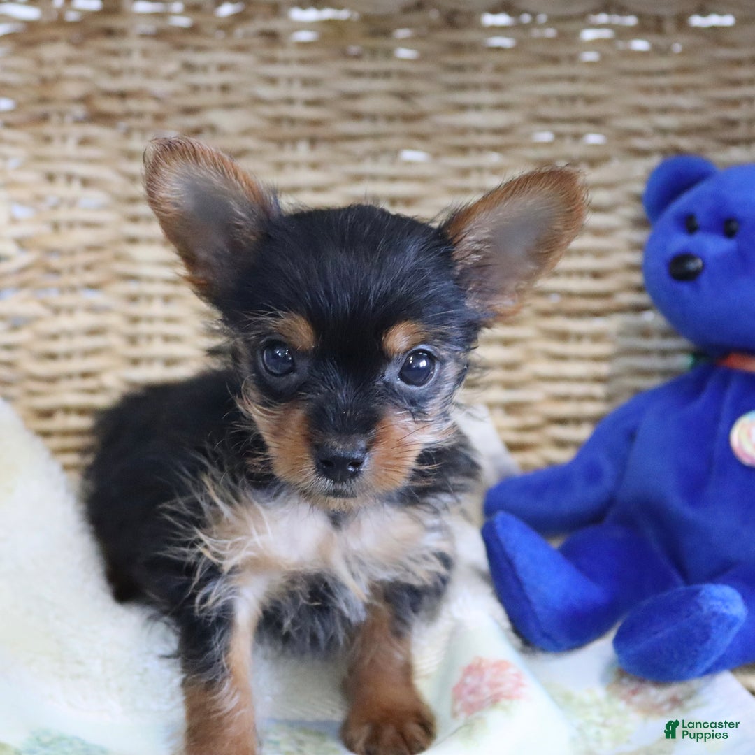 Yorkshire Terrier dogs for sale: Midget - Extra Small - Image 1