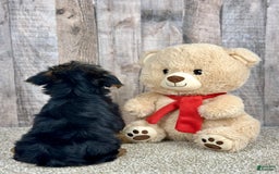 Yorkshire Terrier dogs for sale: Yorkshire Terrier 8 puppies - Image 3