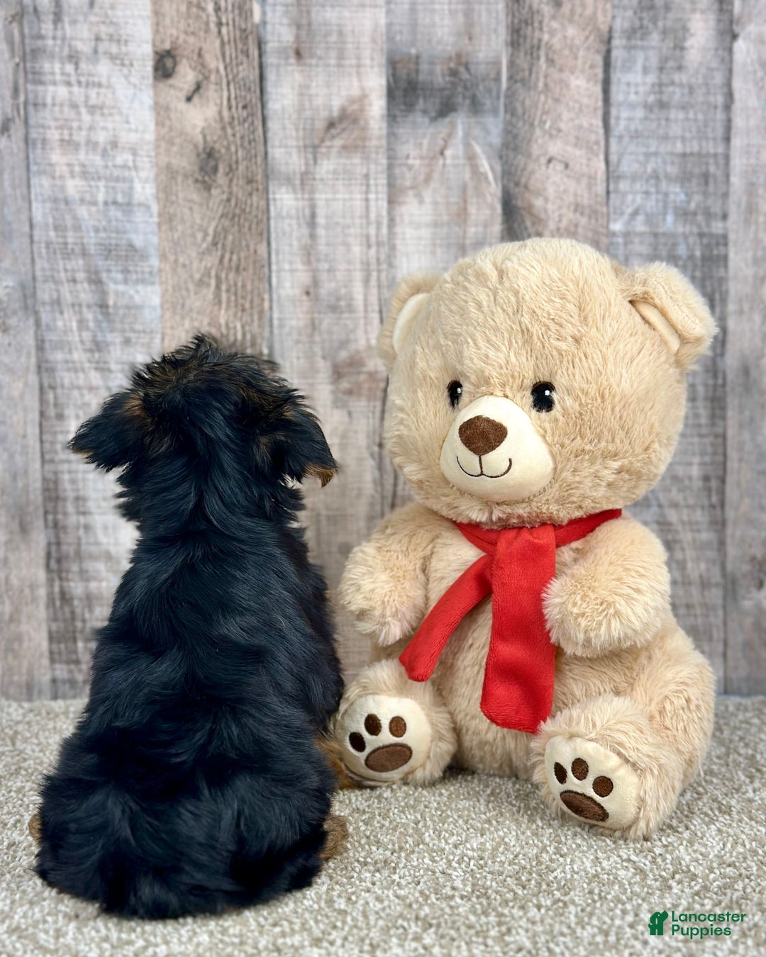 Yorkshire Terrier dogs for sale: Yorkshire Terrier 8 puppies - Image 3