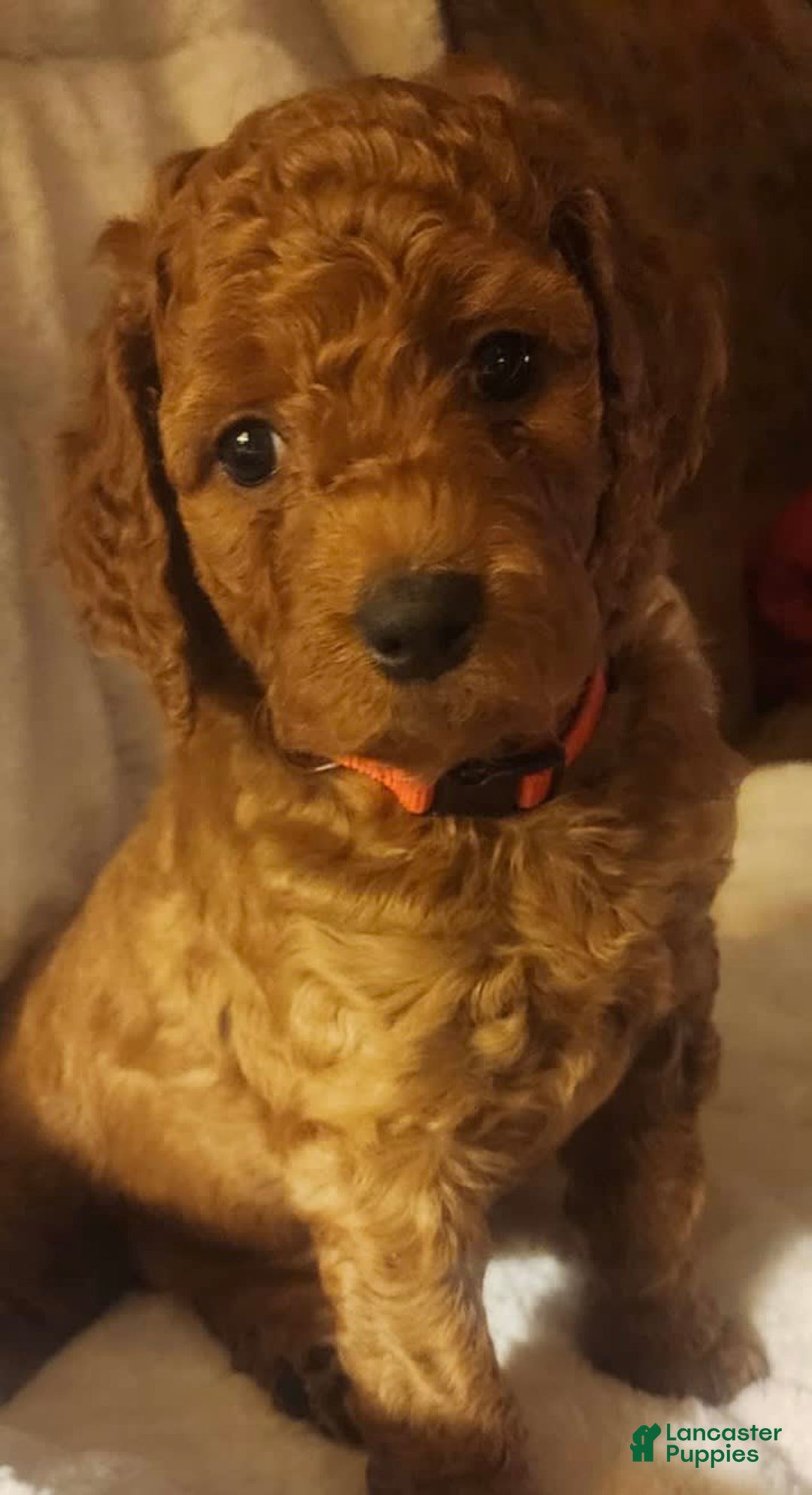 Goldendoodle dogs for sale: Baby Girl - Image 5