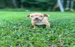 Chihuahua dogs for sale: Bella - Image 4