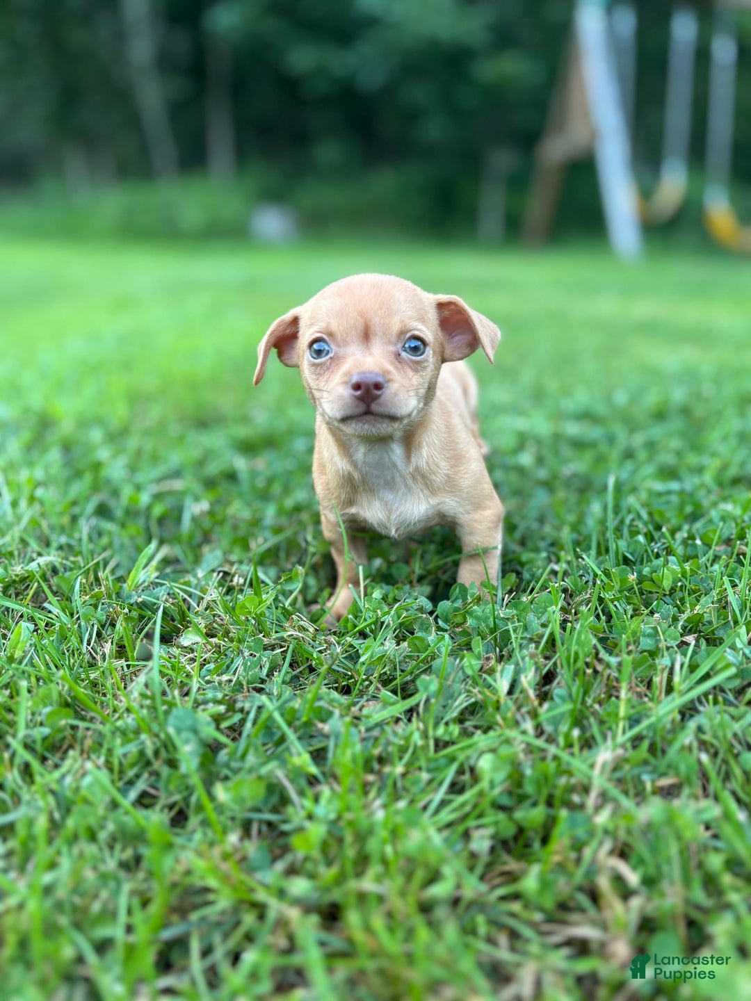 Chihuahua dogs for sale: Bella - Image 4
