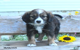 Border Collie dogs for sale: Rex - Image 1
