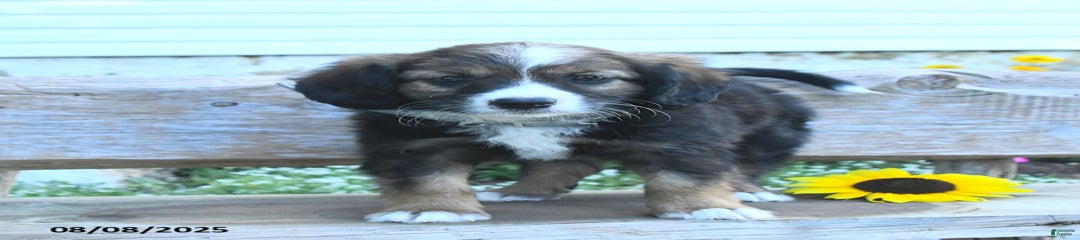Rex