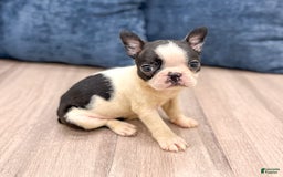 Boston Terrier dogs for sale: Annie - Image 6