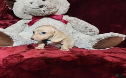 Miniature Dachshund dogs for sale: Butterbean - Image 15